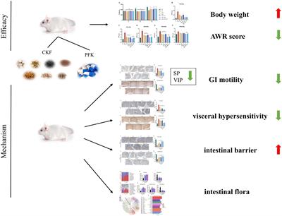 Evaluation of the effectiveness and mechanism of action of the Chang-Kang-Fang formula combined with bifid triple viable capsules on diarrhea-predominant irritable bowel syndrome